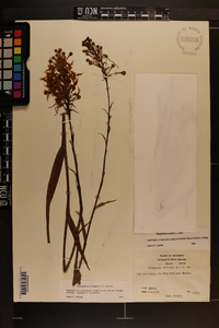 Platanthera ciliaris image