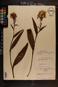 Platanthera ciliaris image