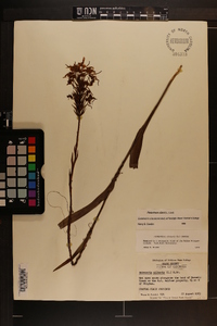 Platanthera ciliaris image