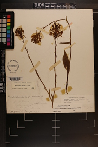 Platanthera ciliaris image