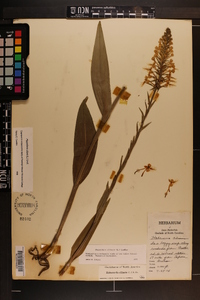 Platanthera ciliaris image