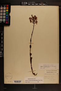 Platanthera ciliaris image