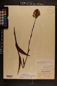 Platanthera ciliaris image