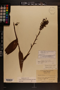 Platanthera ciliaris image