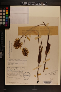 Platanthera x bicolor image