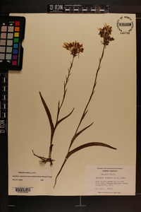 Platanthera ciliaris image