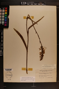 Platanthera blephariglottis var. conspicua image
