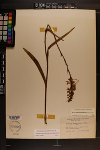 Platanthera blephariglottis image