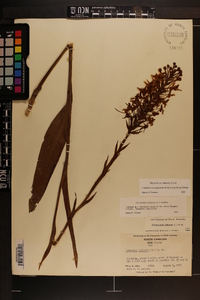 Platanthera ciliaris image