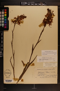 Platanthera ciliaris image