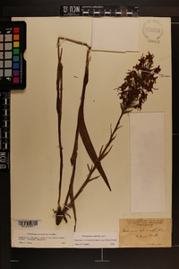 Platanthera ciliaris image