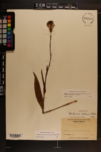 Platanthera ciliaris image