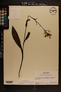 Platanthera ciliaris image