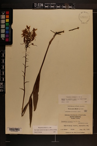 Platanthera ciliaris image