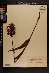 Platanthera ciliaris image