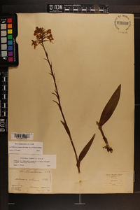 Platanthera ciliaris image