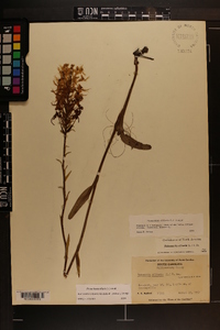 Platanthera ciliaris image