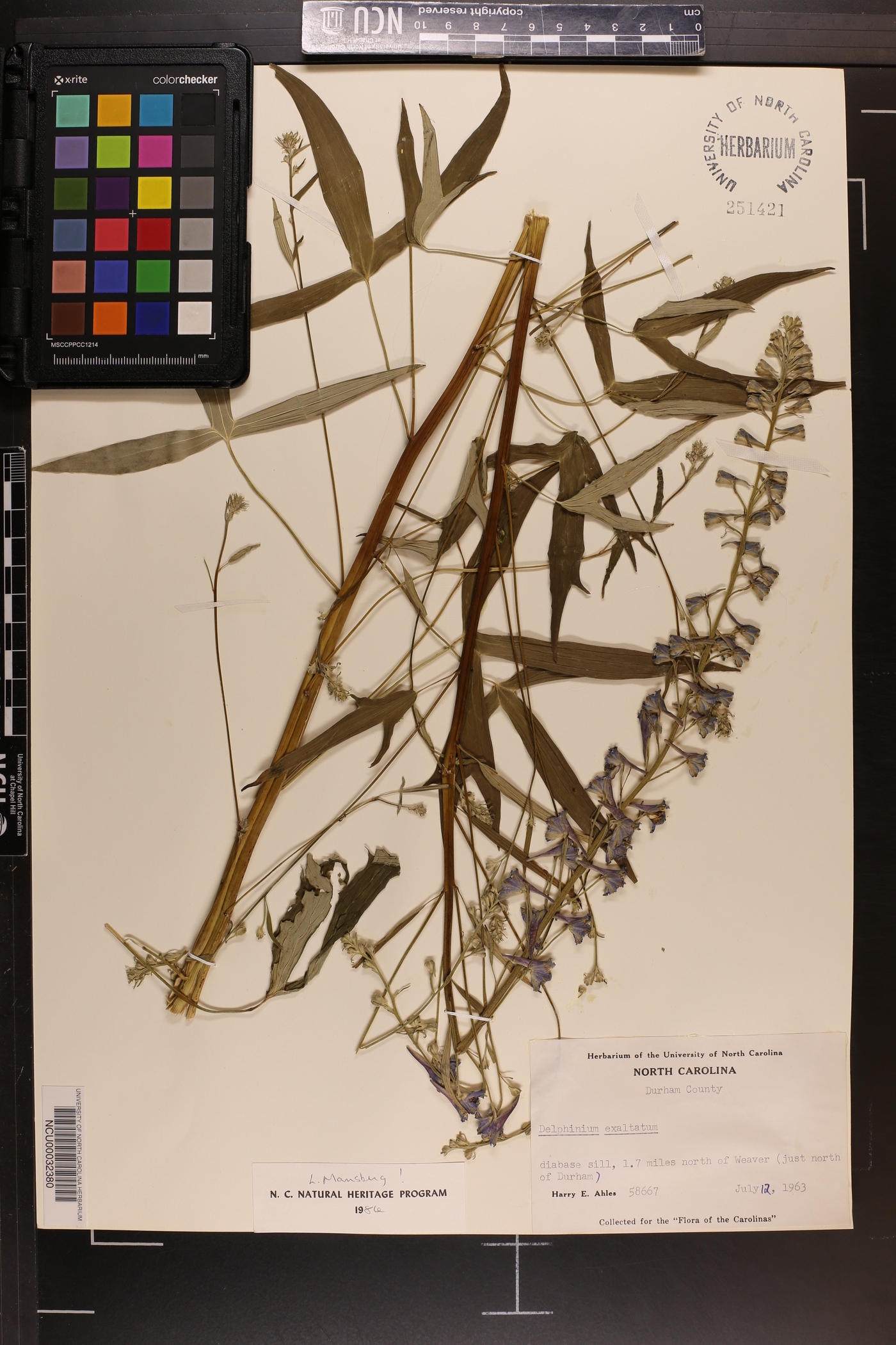 Delphinium exaltatum image