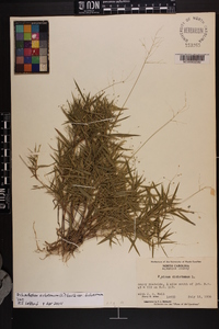 Dichanthelium dichotomum var. dichotomum image