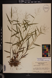 Dichanthelium dichotomum var. dichotomum image