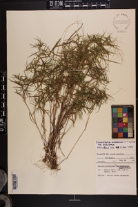 Dichanthelium dichotomum var. dichotomum image