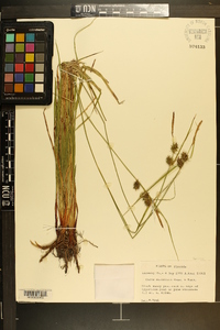 Carex elliottii image