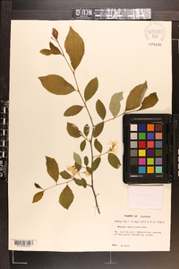 Styrax americanus image