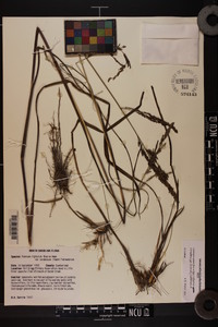 Coleataenia rigidula subsp. condensa image