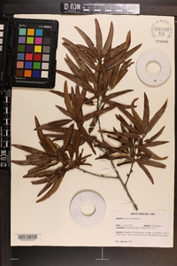 Quercus phellos image