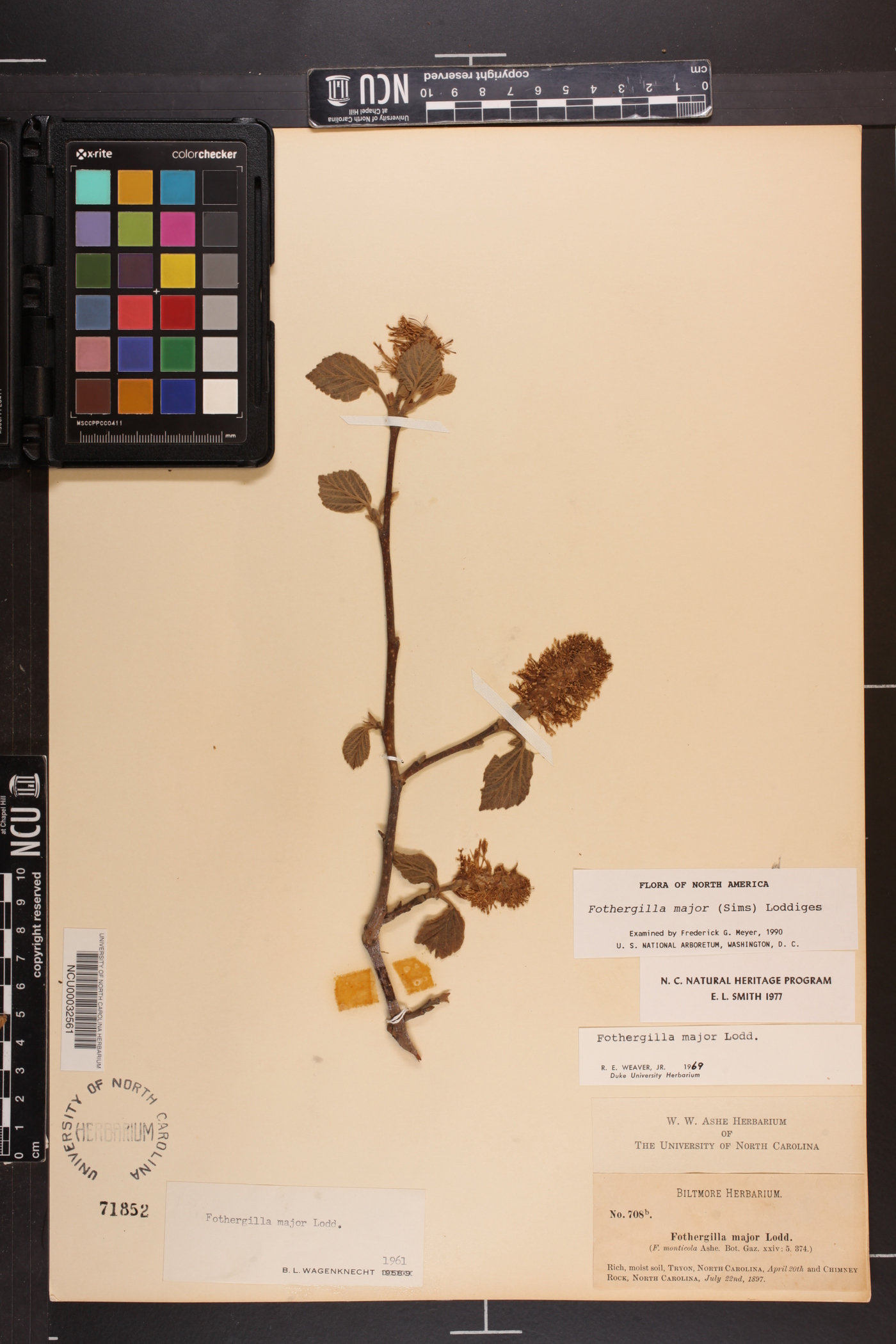 Fothergilla major image