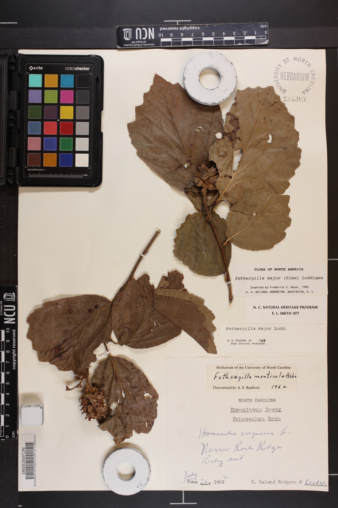 Fothergilla major image