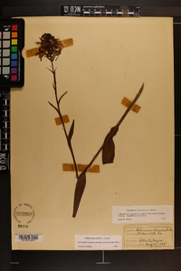 Platanthera ciliaris image