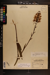 Platanthera ciliaris image