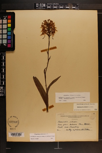 Platanthera ciliaris image