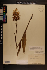 Platanthera ciliaris image