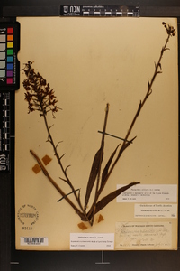 Platanthera ciliaris image