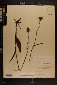 Platanthera ciliaris image