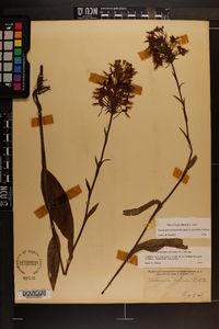 Platanthera ciliaris image