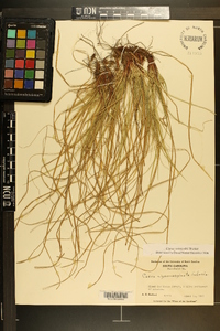 Carex reznicekii image