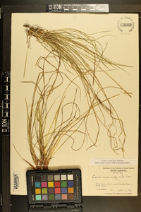 Carex reznicekii image