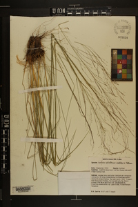 Sporobolus pinetorum image