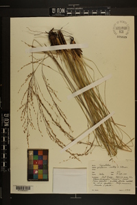 Sporobolus pinetorum image