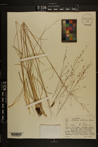 Sporobolus pinetorum image