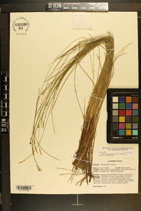 Carex exilis image