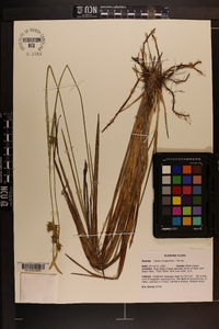 Carex turgescens image