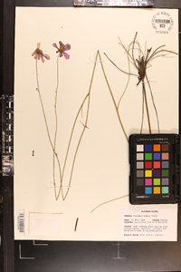 Coreopsis nudata image