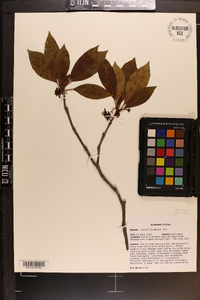 Illicium floridanum image