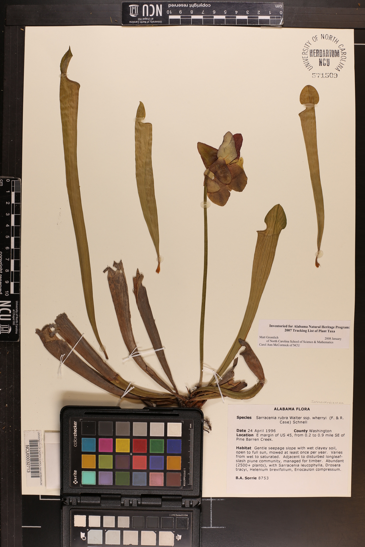 Sarracenia alabamensis subsp. wherryi image