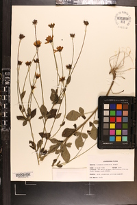 Coreopsis pubescens image