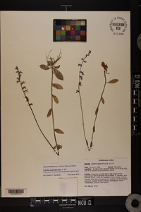 Lobelia appendiculata image